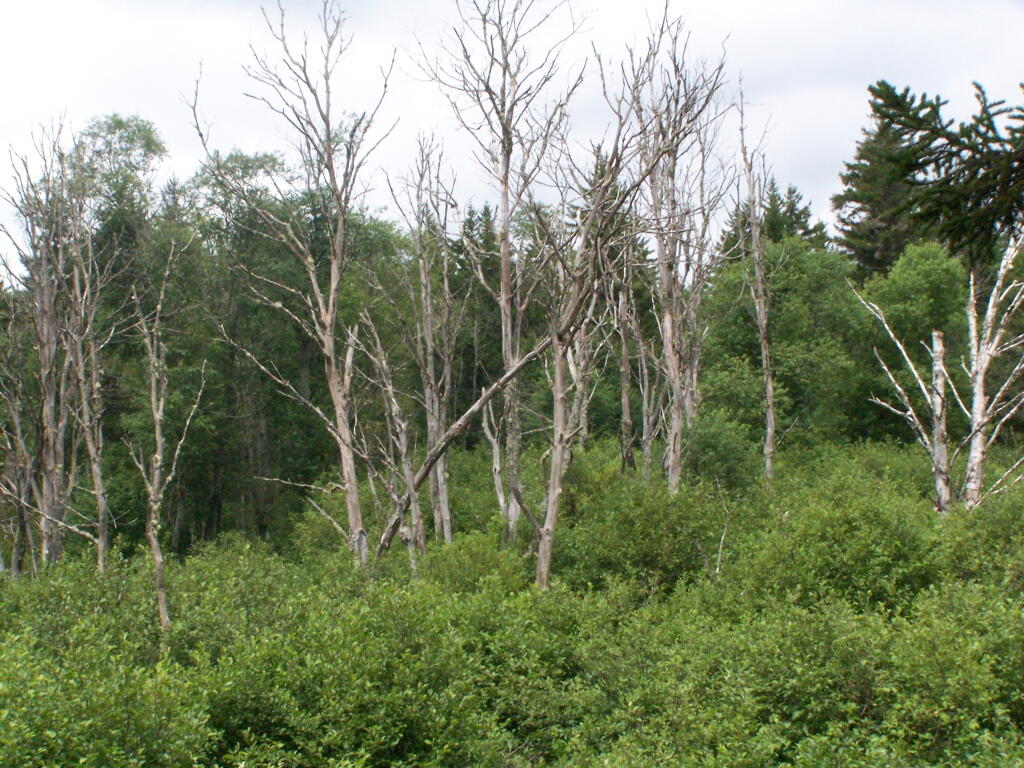 Photo: Trees in Swamp