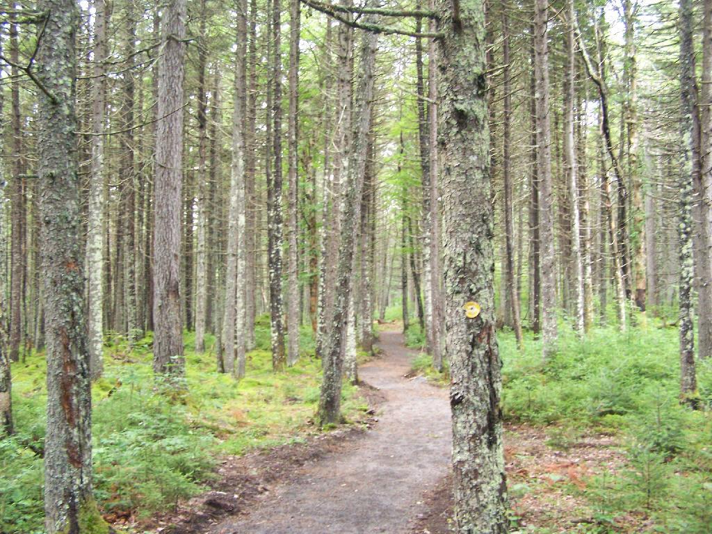 Photo: Handicap Trail to Helldiver Pond