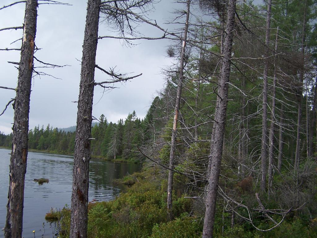 Photo: Edge of Helldiver Pond