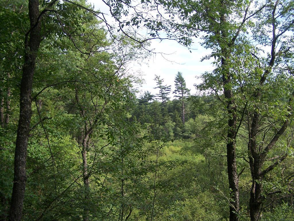 Photo: Marshy Otter Brook