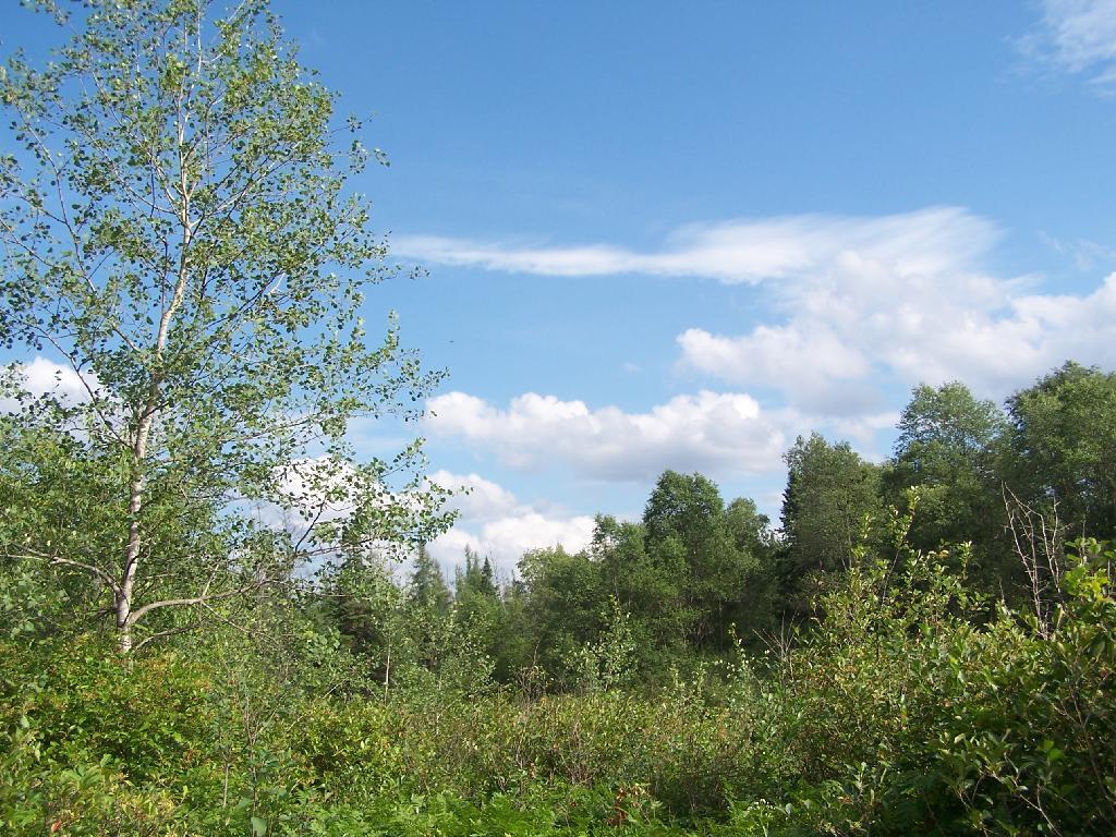 Photo: Along Icehouse Pond Trail