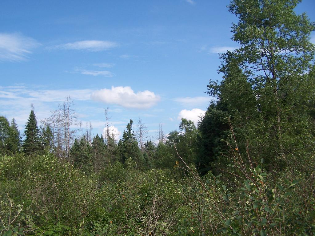Photo: Meadow in the Plains