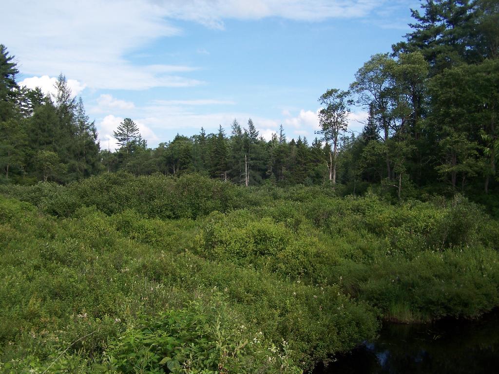 Photo: Swamp Along Otter Brook Road Photo: Swamp Along Otter Brook Road