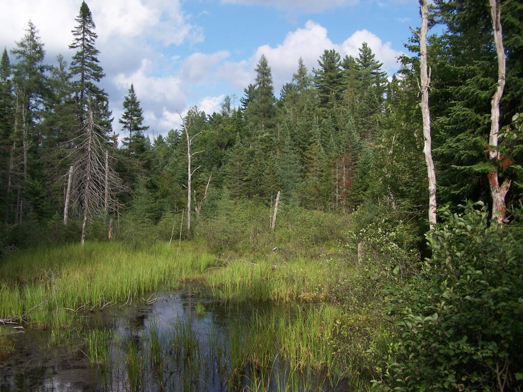 Photo: Marshland Along Otter Brook Road Photo: Marshland Along Otter Brook Road