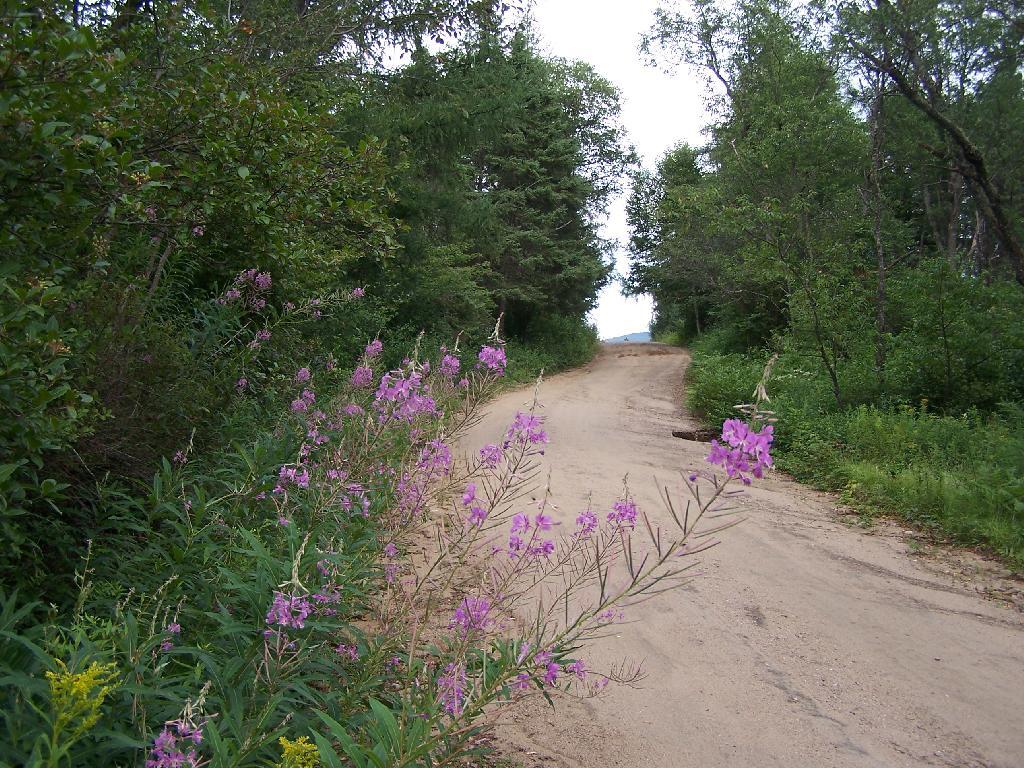 Photo: Purple Flowers Along Otter Brook Road