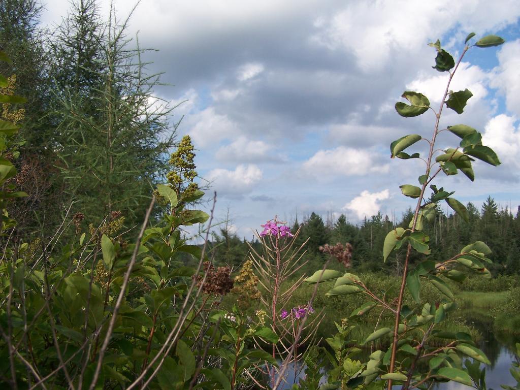 Photo: Flowers Along Red River
