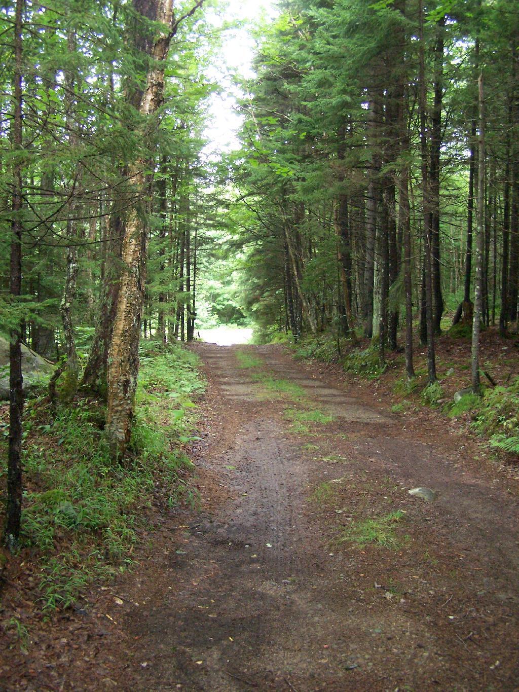Photo: Long Drive To Campsite from Plains Rd