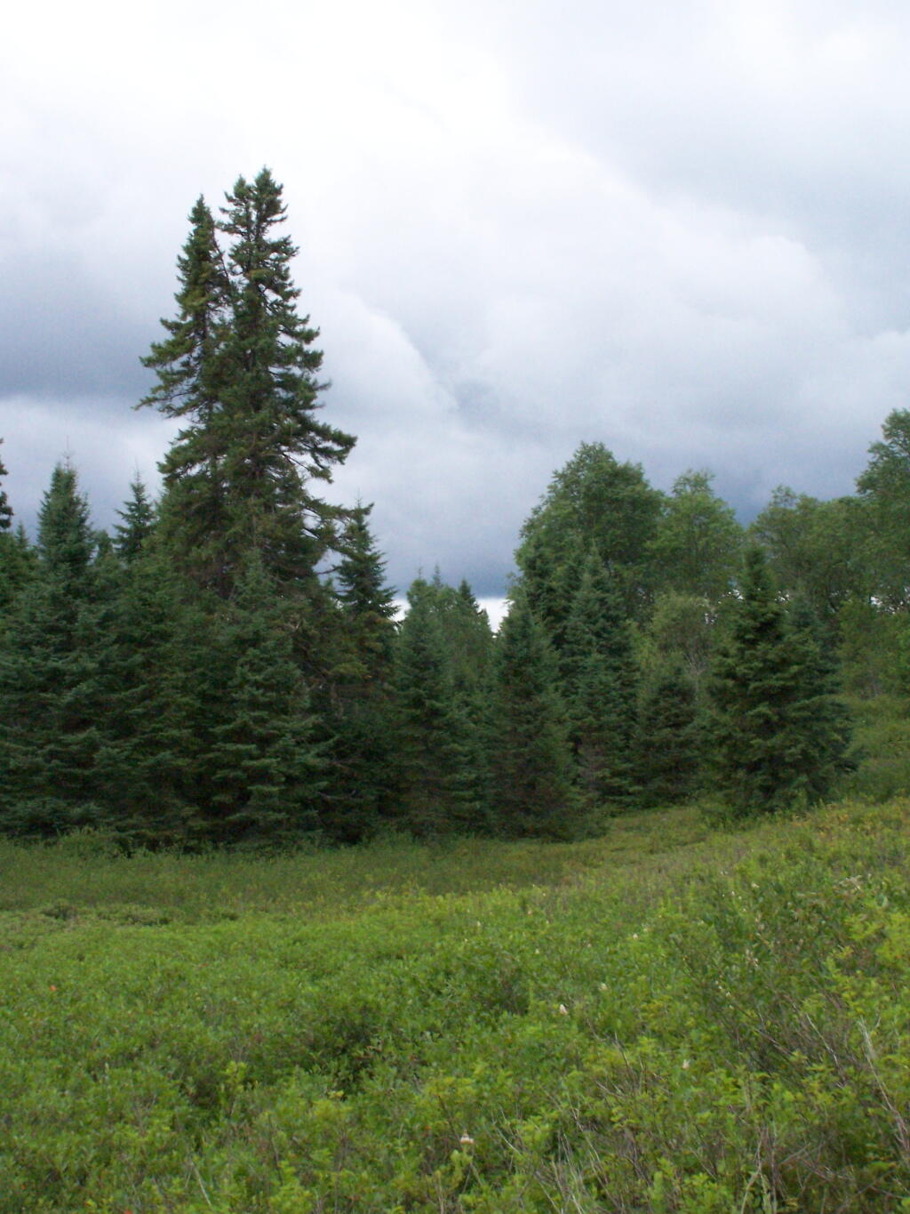 Photo: Tall Pines in the Plains