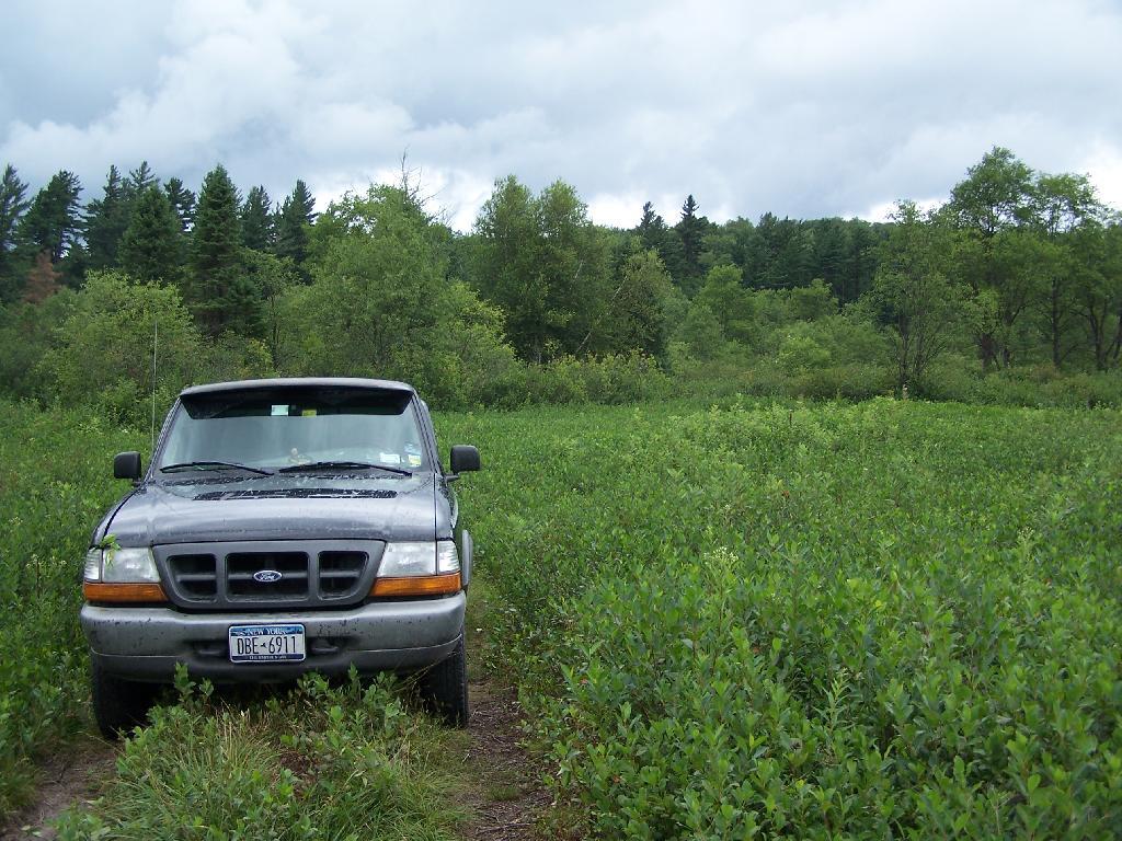 Photo: Stopping to Pick Blueberries