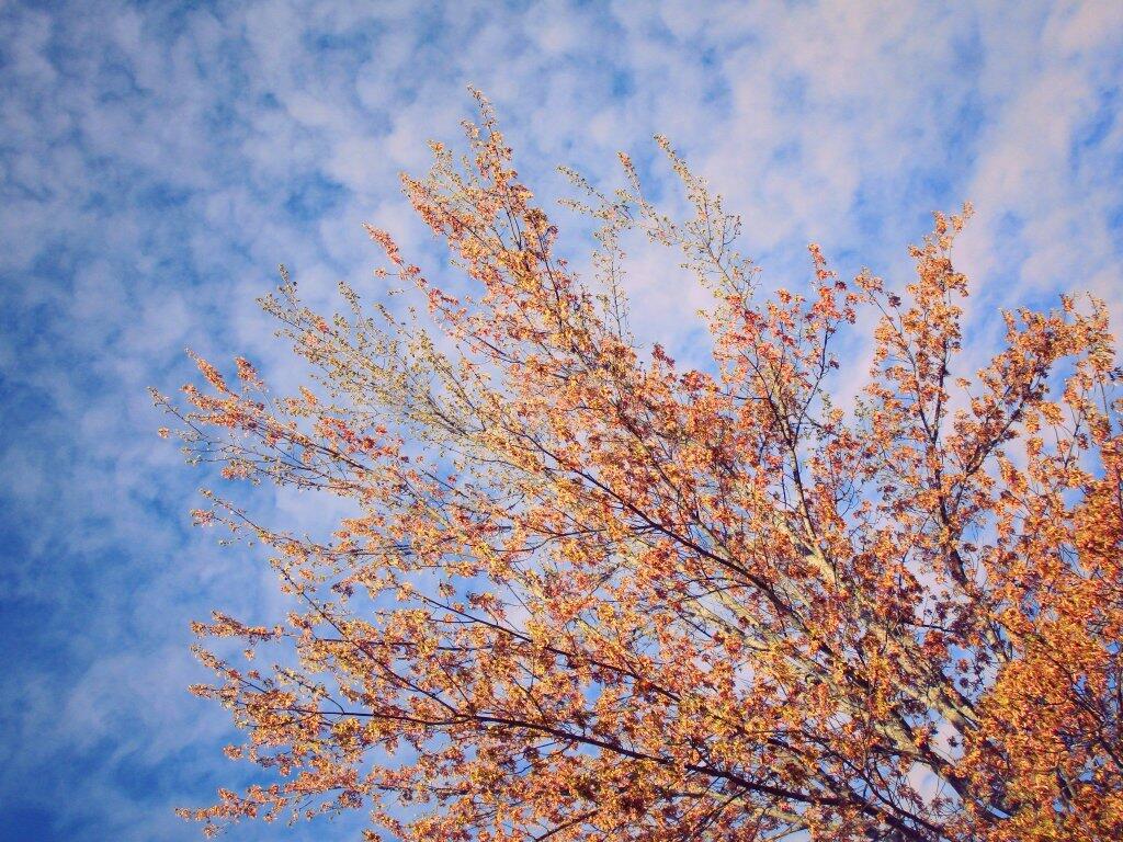 Photo: Tree