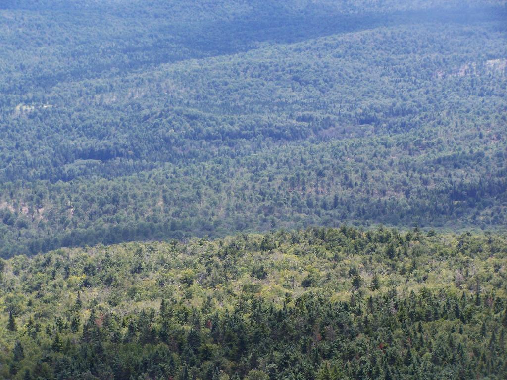 Photo: Forestland Photo: Forestland