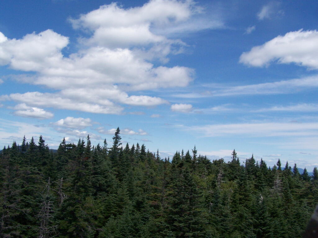 Photo: Trees
