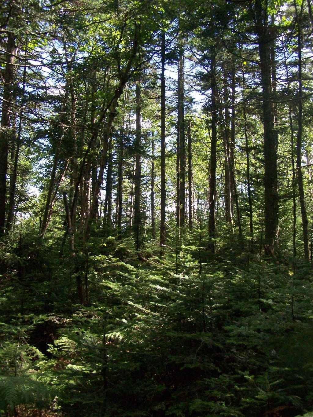 Photo: Thru the Forest