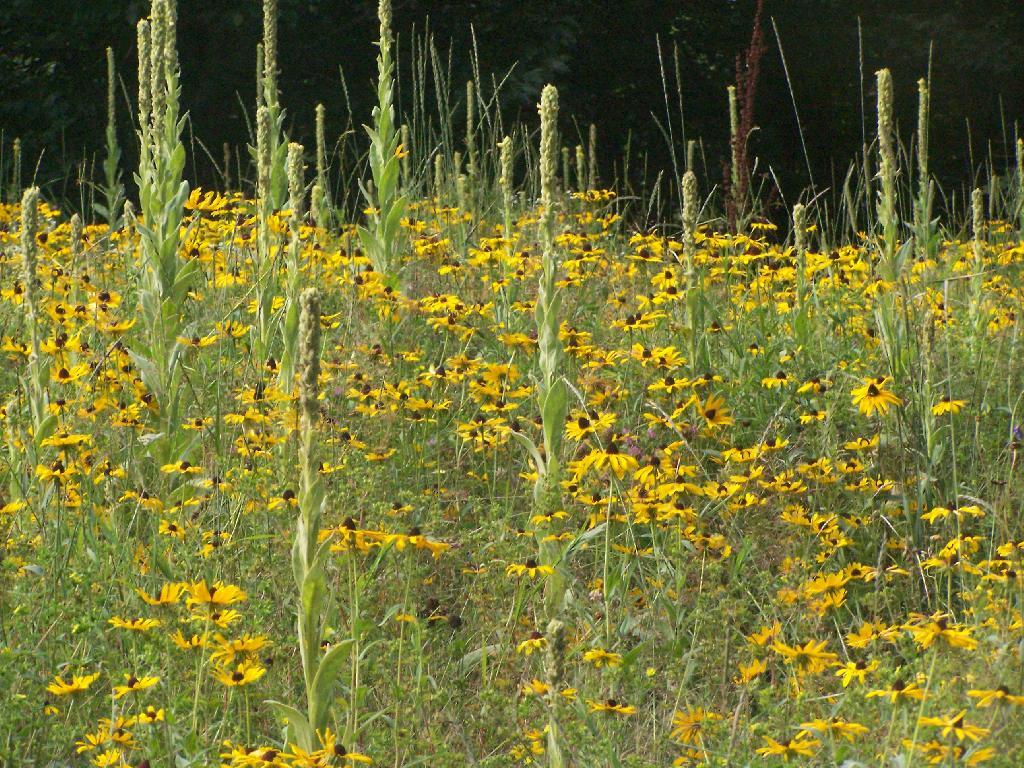 Photo: Blackeye Susans Photo: Blackeye Susans