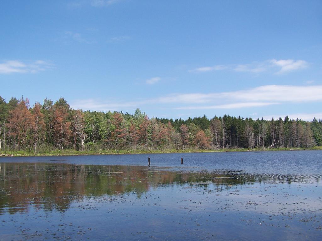 Photo: Across Lower Beaver Pond Photo: Across Lower Beaver Pond