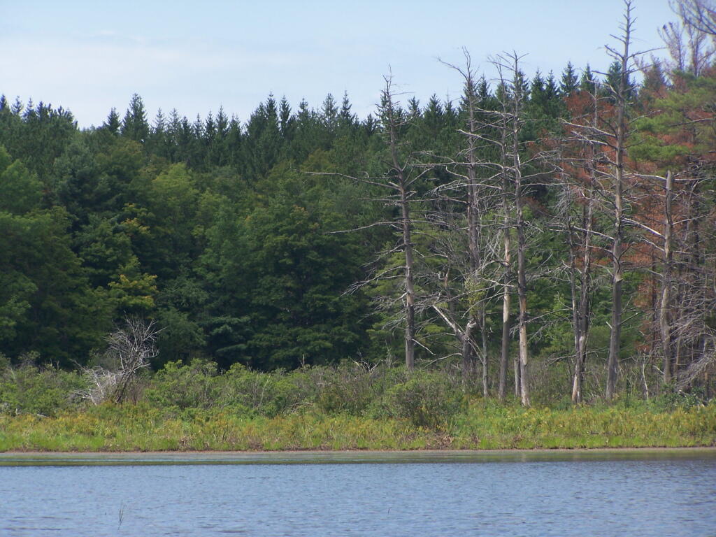 Photo: Marsh of Lower Beaver Pond Photo: Marsh of Lower Beaver Pond