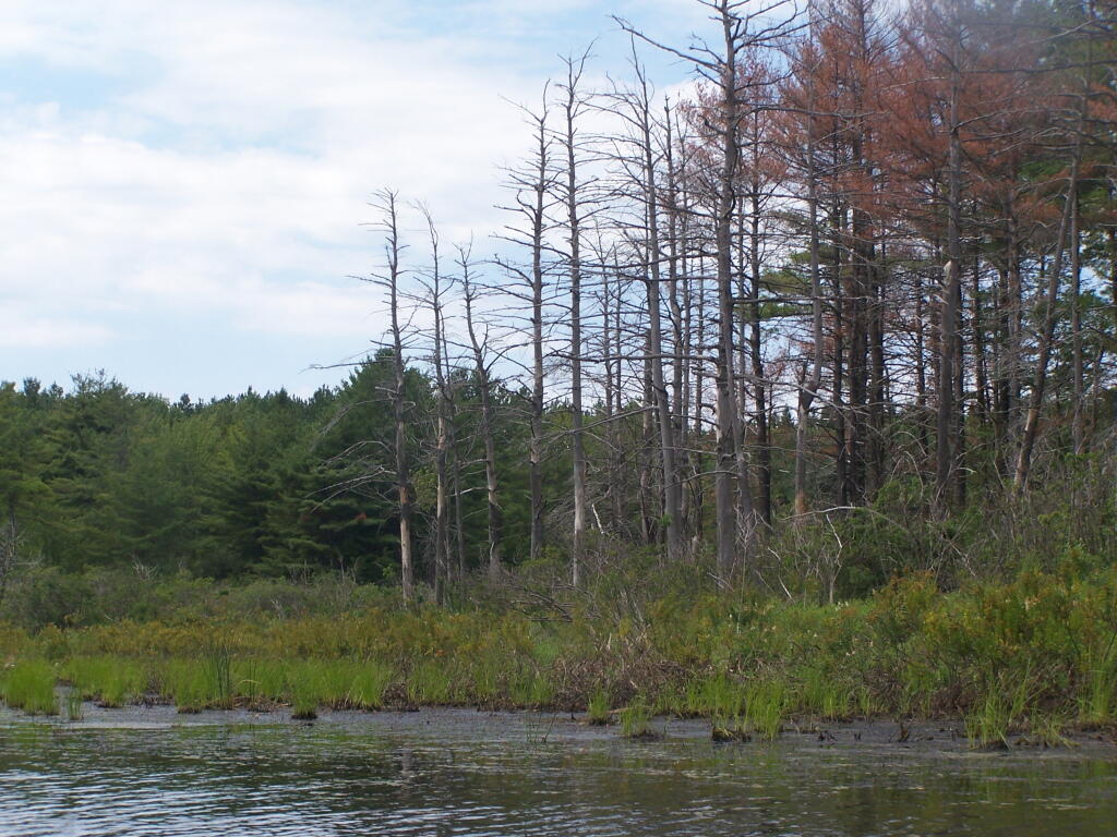 Photo: Marshlands of Lower Beaver Pond Photo: Marshlands of Lower Beaver Pond