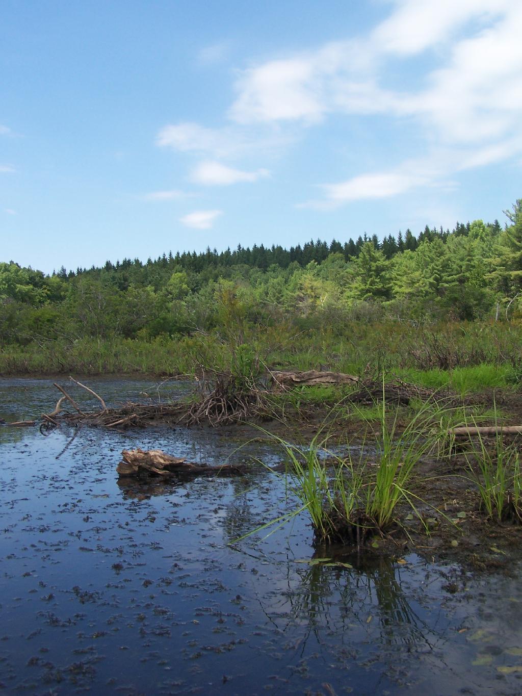 Photo: Mashy Edge of Lower Beaver Pond