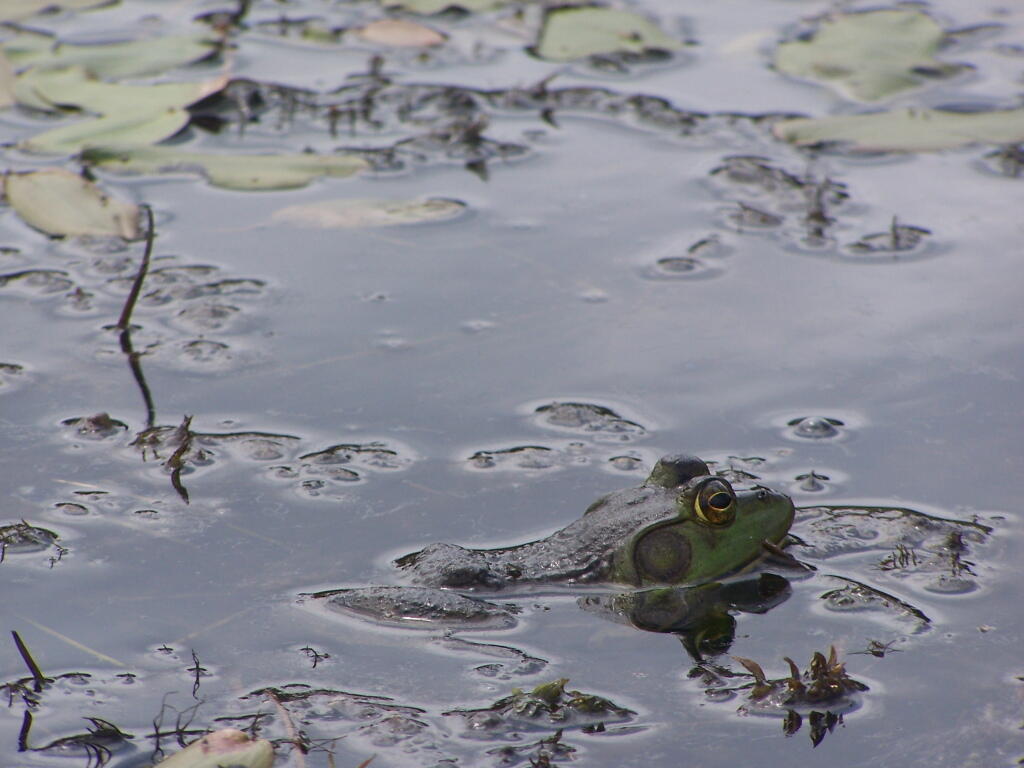 Photo: Frog in Lower Beaver Pond Photo: Frog in Lower Beaver Pond