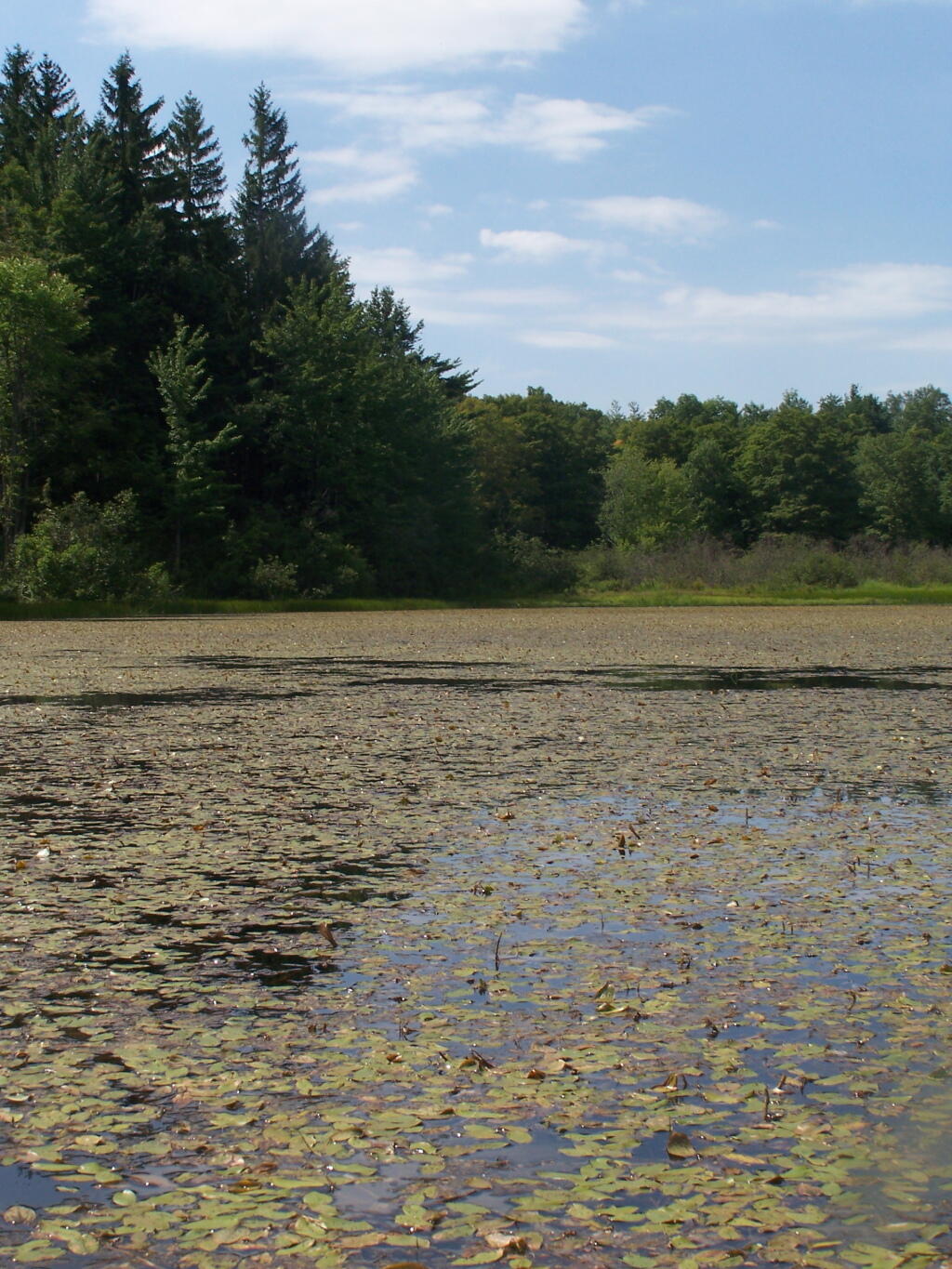 Photo: Pond Lillies on the Western Edge of Tubbs Pond Photo: Pond Lillies on the Western Edge of Tubbs Pond