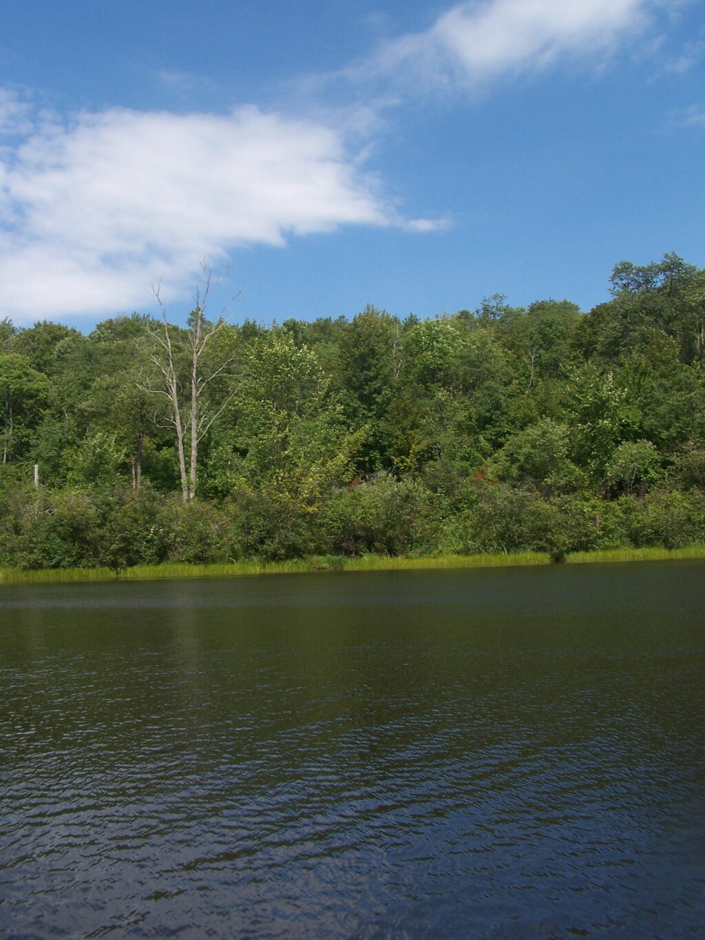 Photo: Edge of Tubbs Pond