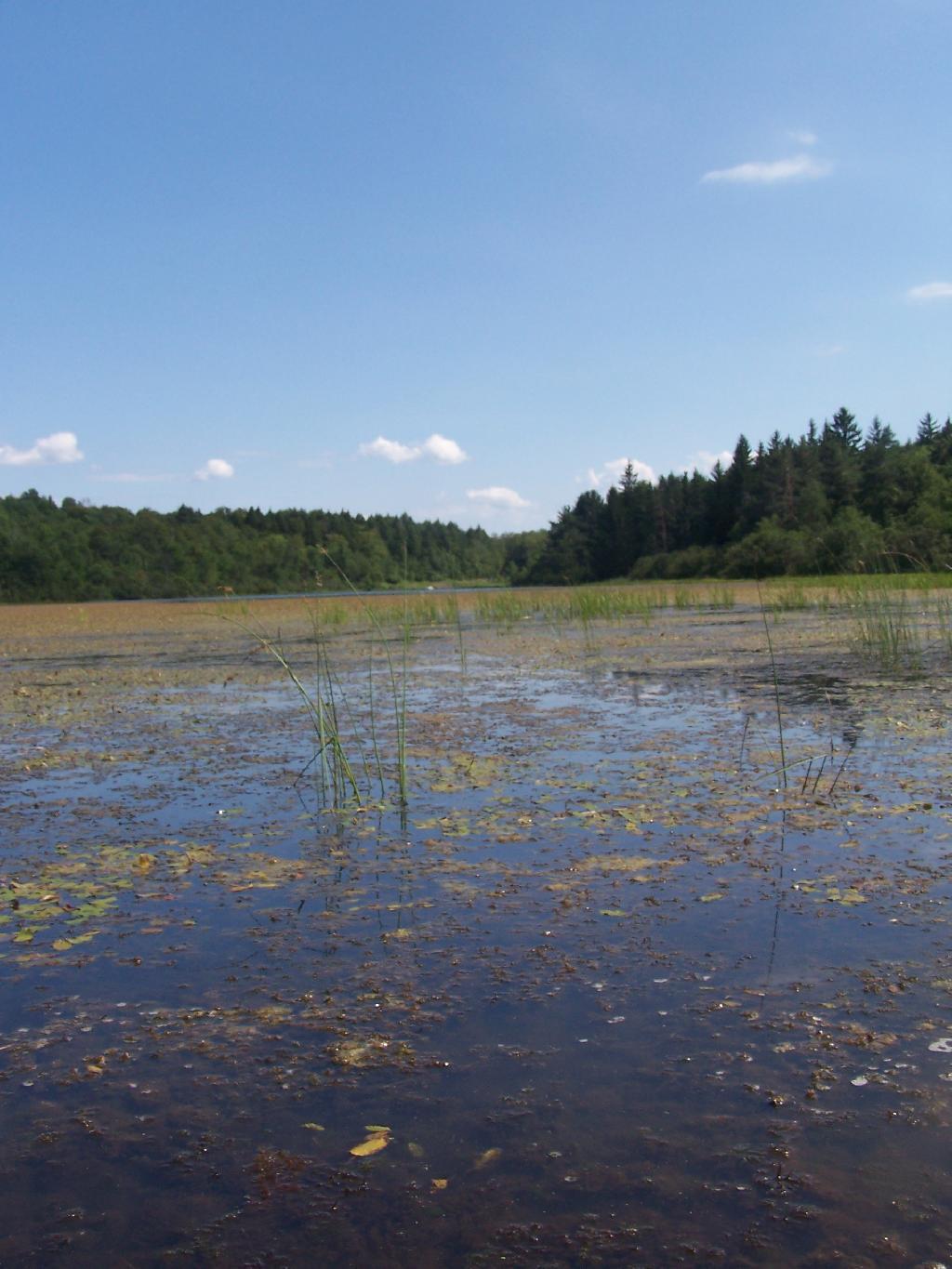 Photo: Across Tubbs Pond Photo: Across Tubbs Pond