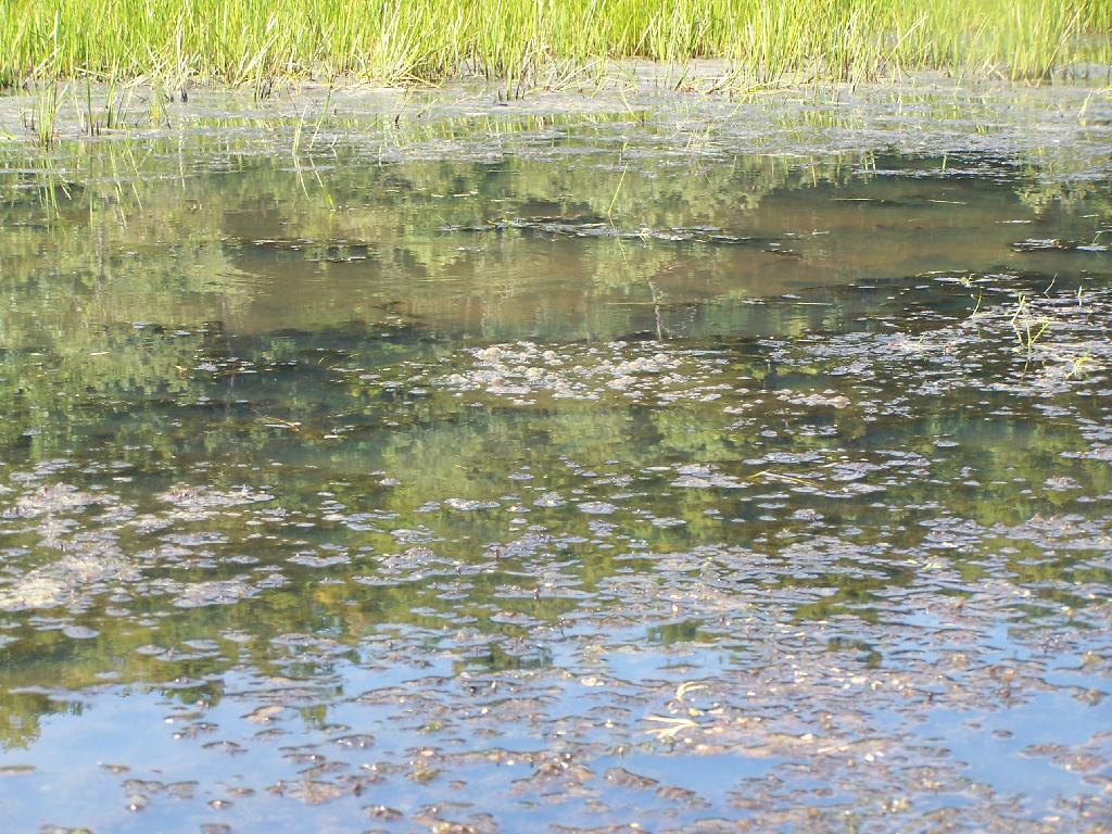 Photo: Marshy Edge Photo: Marshy Edge