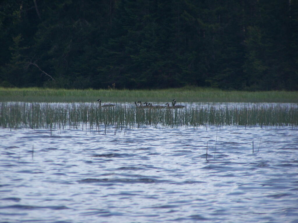 Photo: Canadian Geese
