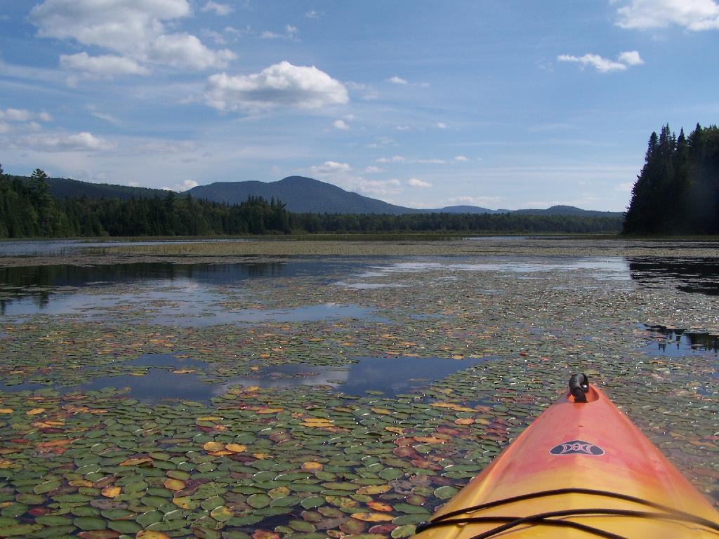 Photo: Pond Lillies on the Marsh and Mush