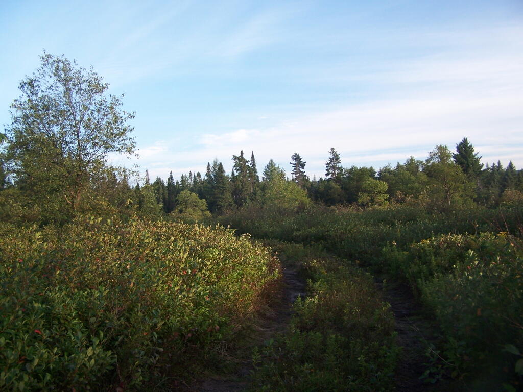 Photo: Wild Blueberry Fields Photo: Wild Blueberry Fields