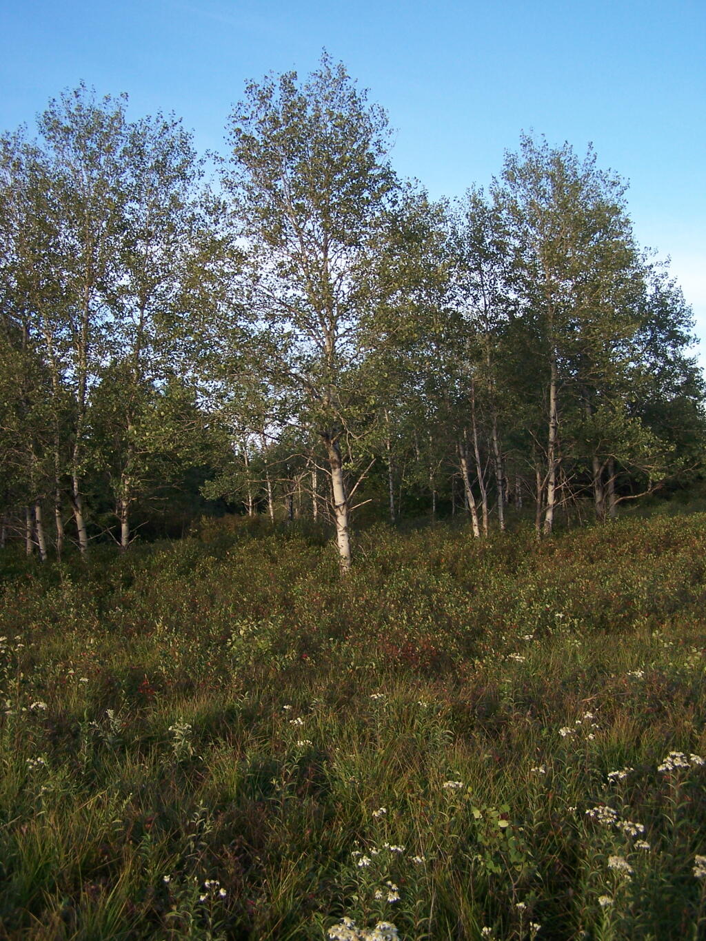 Photo: Birch Trees in the Plains