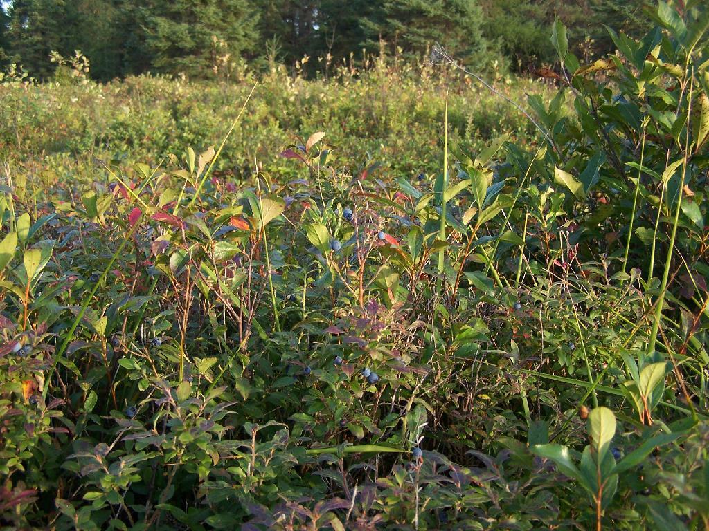 Photo: Lots and Lots of Blueberry Bushes