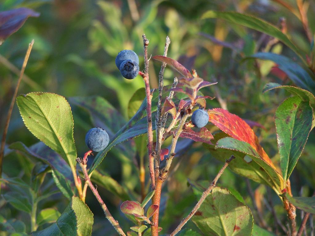 Photo: Blueberries