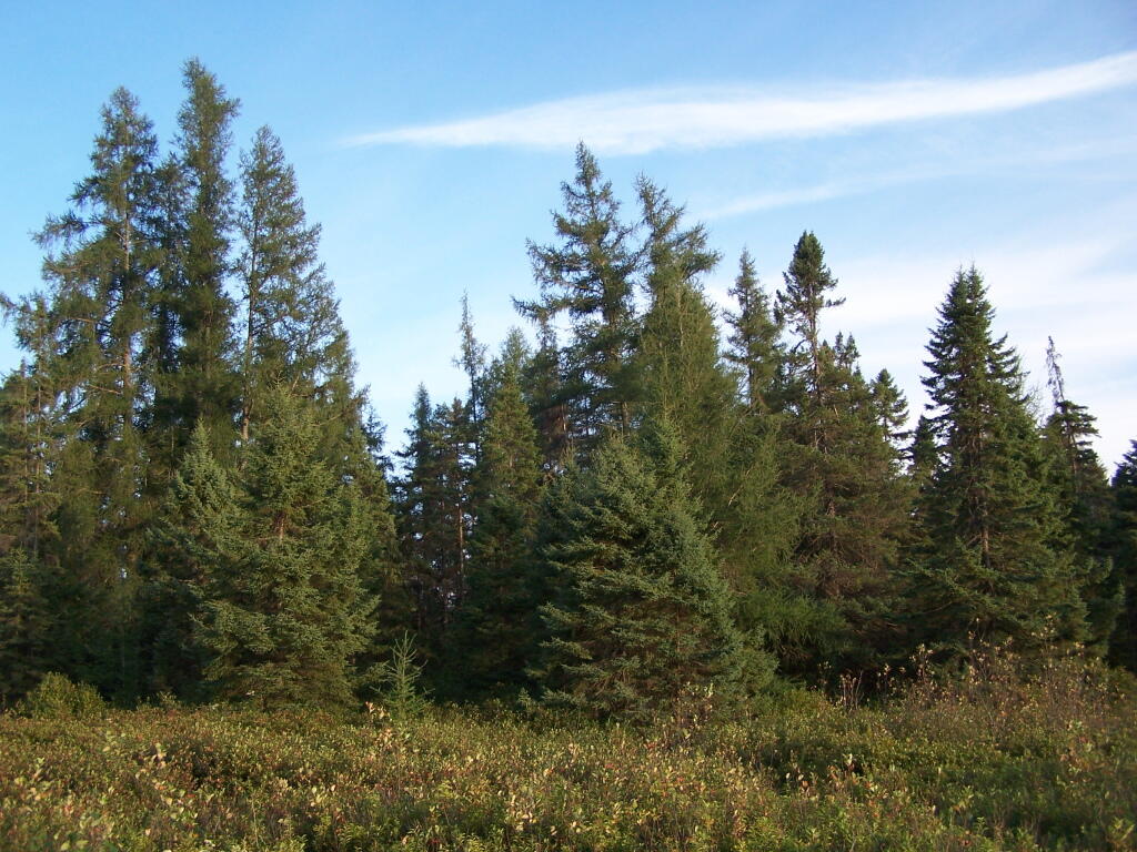 Photo: A Few Scraggly Pines in the Plains Photo: A Few Scraggly Pines in the Plains
