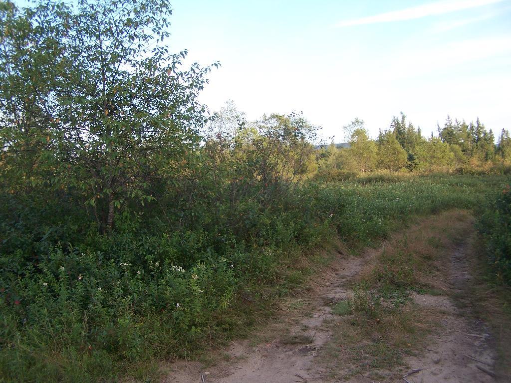 Photo: Unmarked Truck Trail to Blueberry