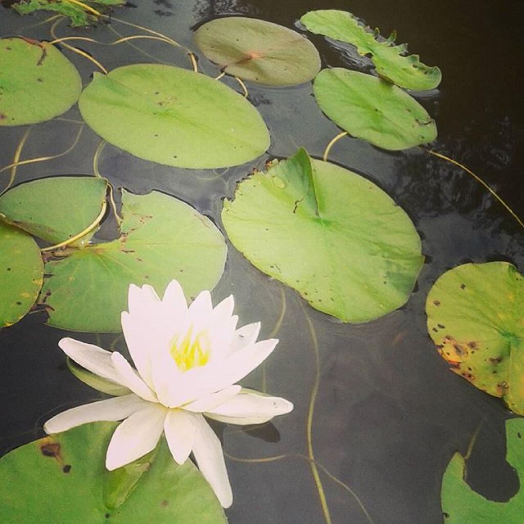 Photo: Pond Lilly Photo: Pond Lilly