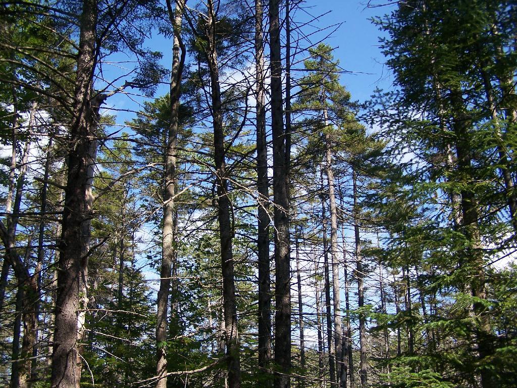Photo: Thru the Trees