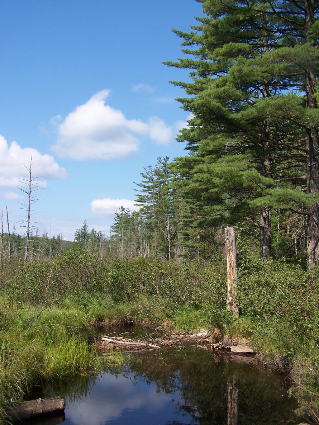 Photo: Wetlands Along Horseshoe Lake Photo: Wetlands Along Horseshoe Lake