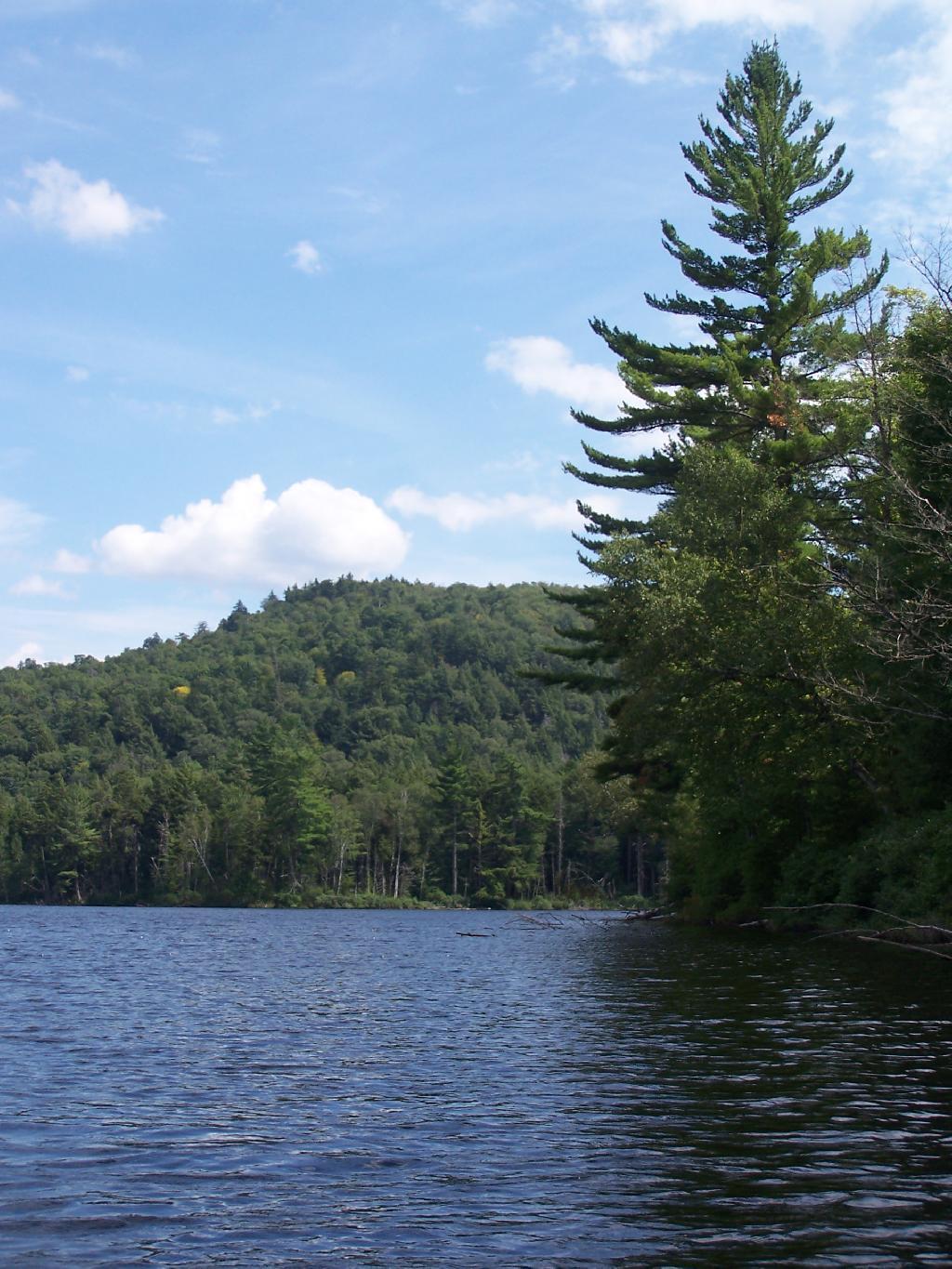 Photo: Tall Pine Photo: Tall Pine