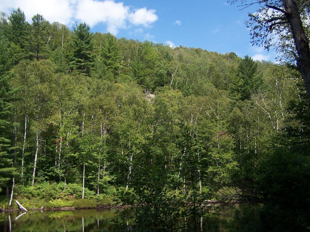 Photo: Along Edge of Pond Photo: Along Edge of Pond