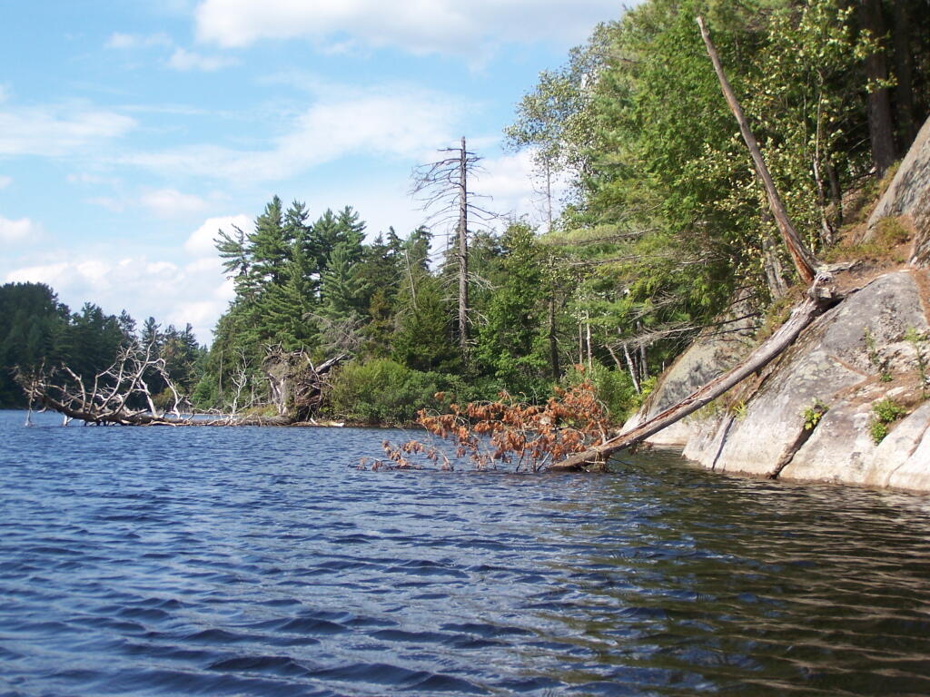 Photo: Many Downed Trees Photo: Many Downed Trees