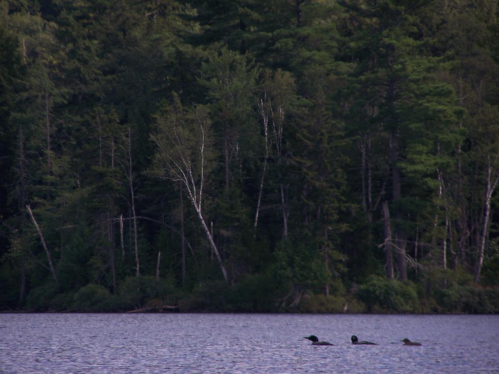 Photo: Loons Photo: Loons