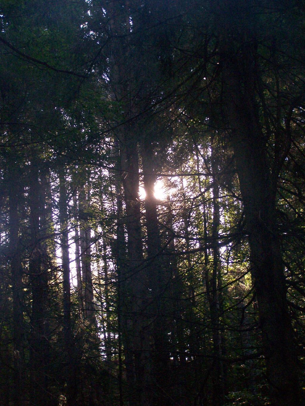 Photo: Morning Sun Photo: Morning Sun