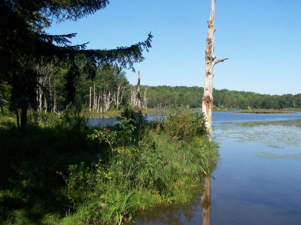 Photo: Rossman Pond Photo: Rossman Pond