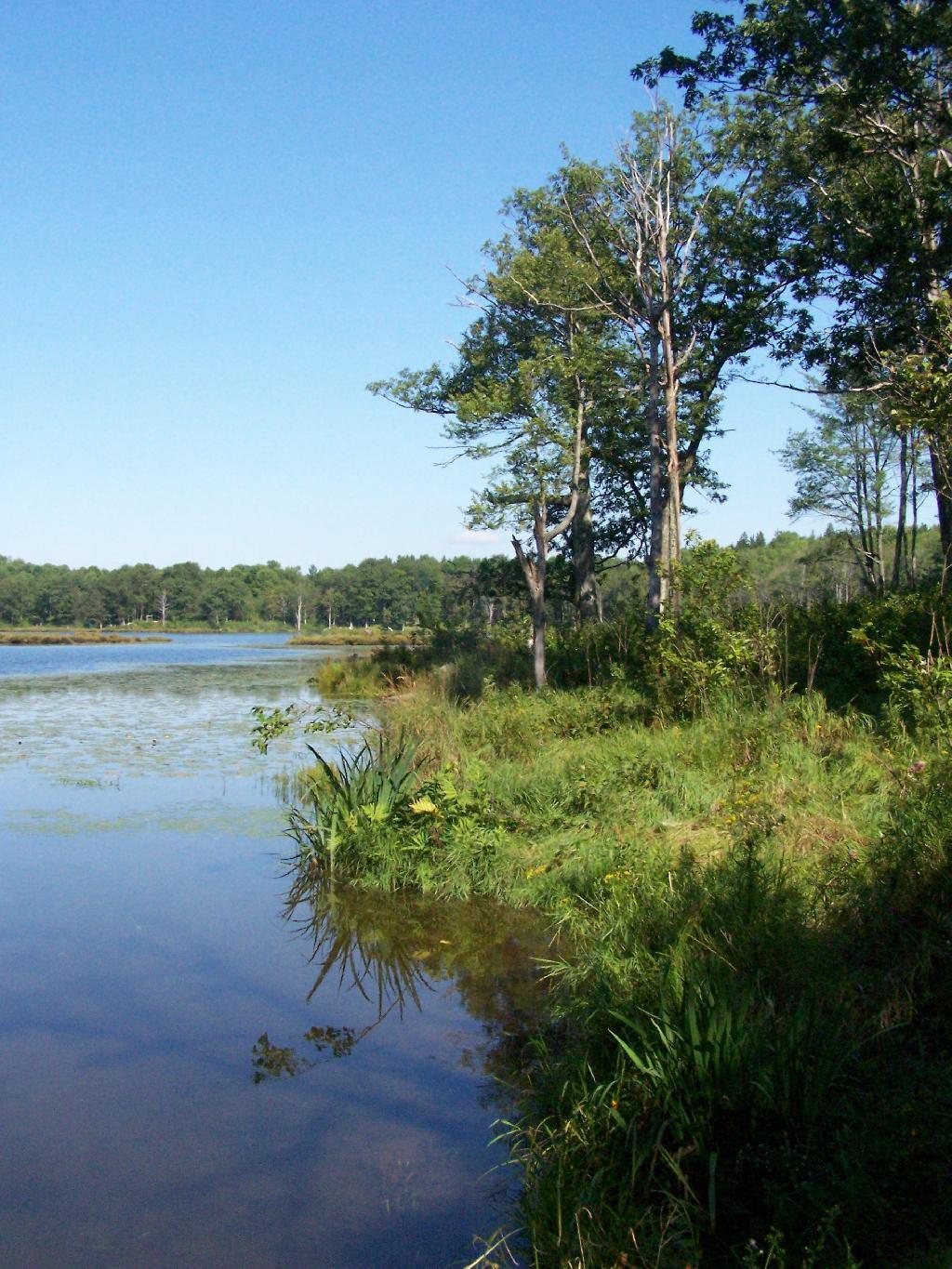 Photo: Shoreline of Rossman Pond Photo: Shoreline of Rossman Pond