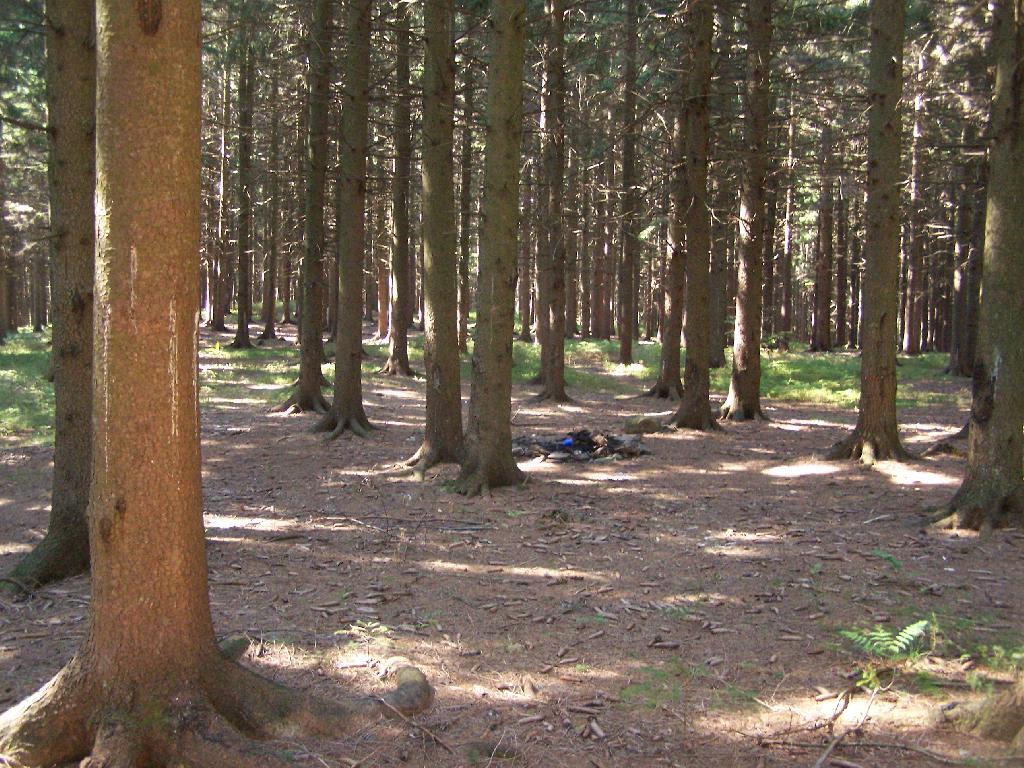 Photo: Campfire Ring Under White Pines Photo: Campfire Ring Under White Pines