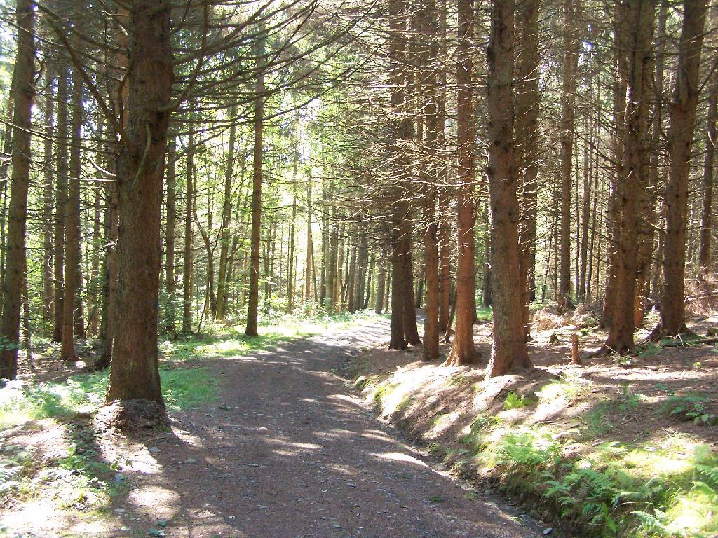 Photo: Path Down to Mallet Pond