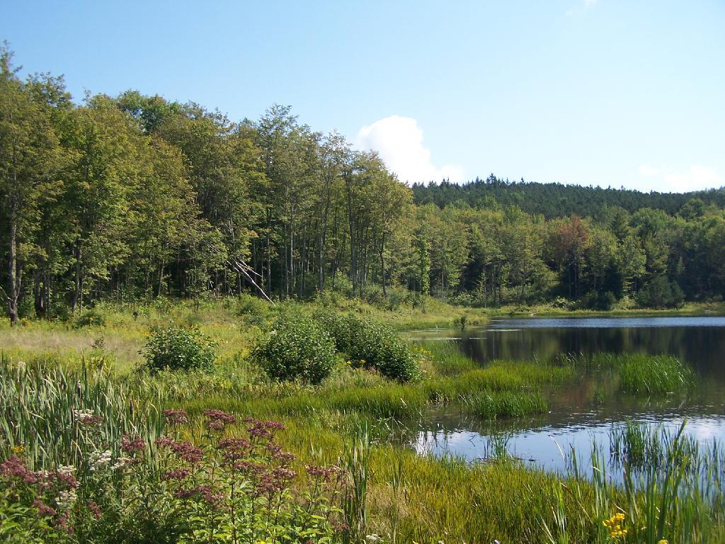Photo: Mallet Pond Photo: Mallet Pond