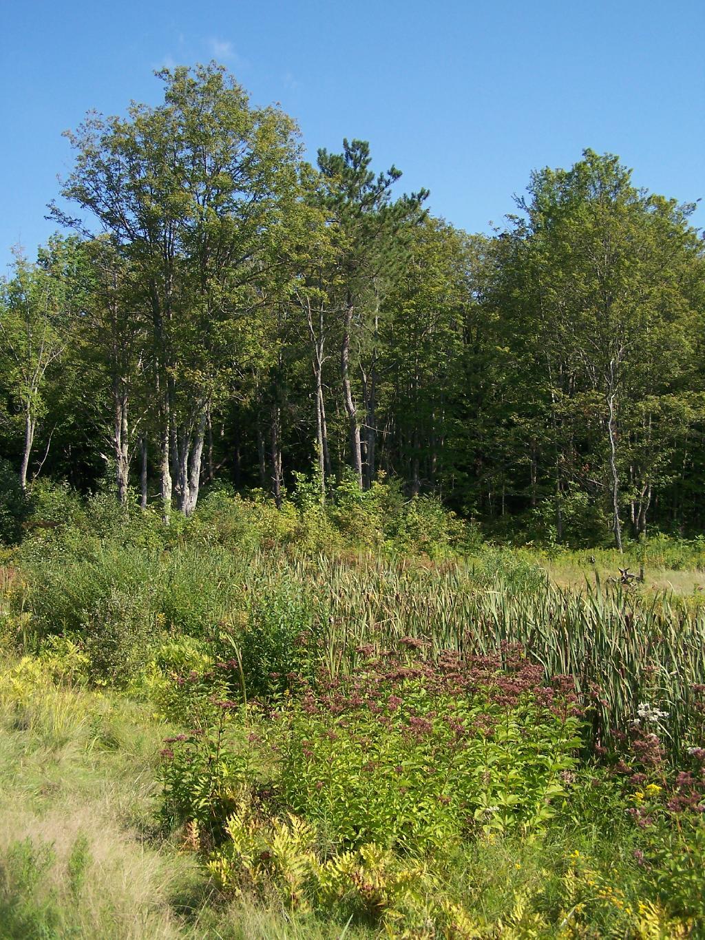 Photo: Marshy End of Pond