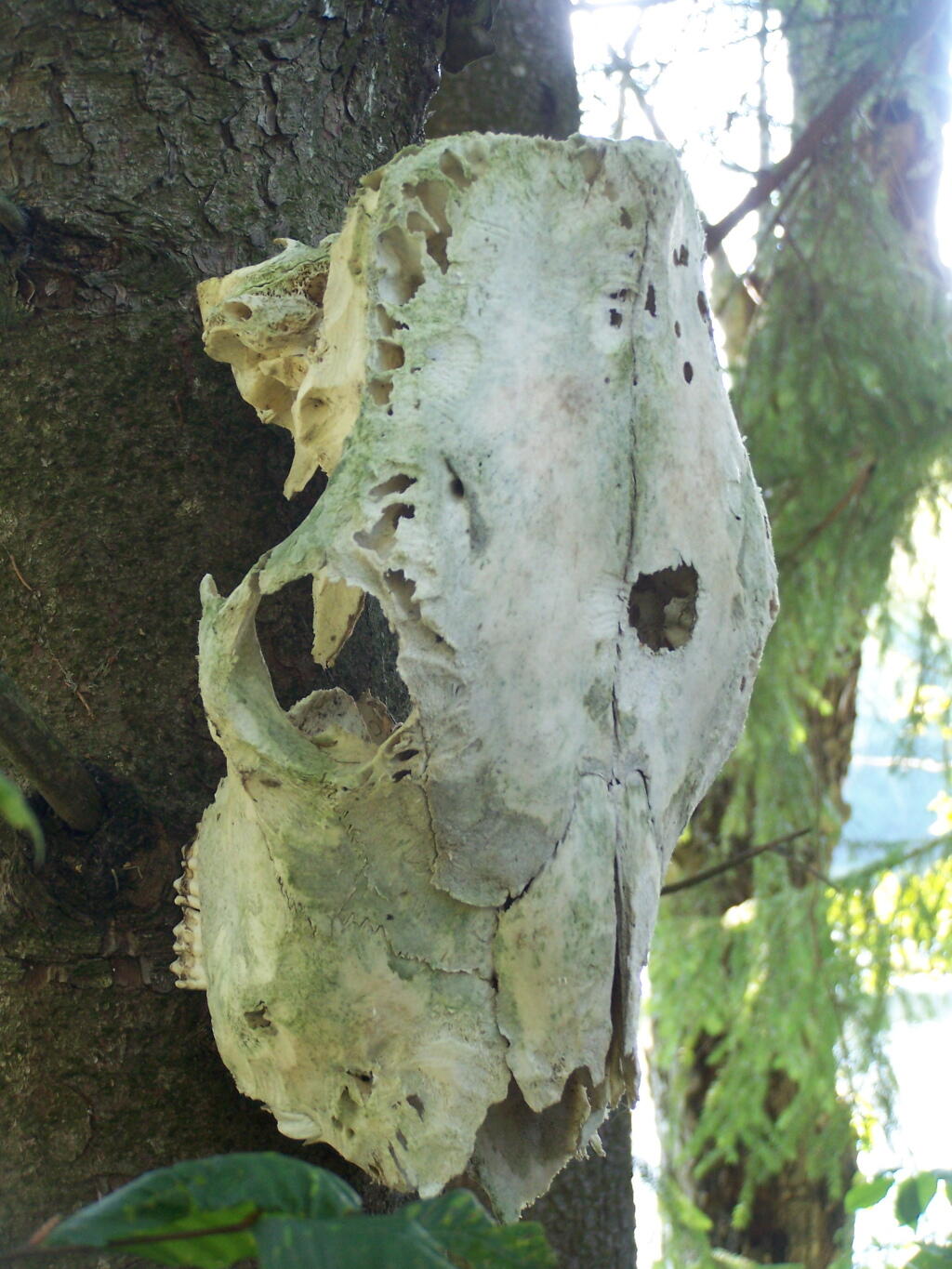 Photo: Cattle Skull Photo: Cattle Skull